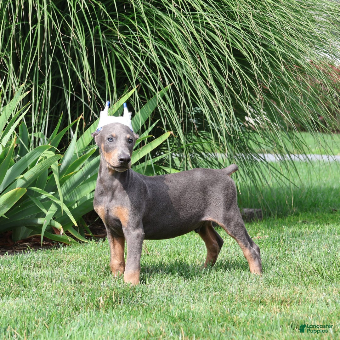 Doberman Pinscher dogs for sale: Sarge - Image 4