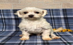Maltese dogs for sale: Lydia - Image 7
