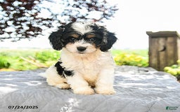 Cavapoo dogs for sale: Lux - Image 3
