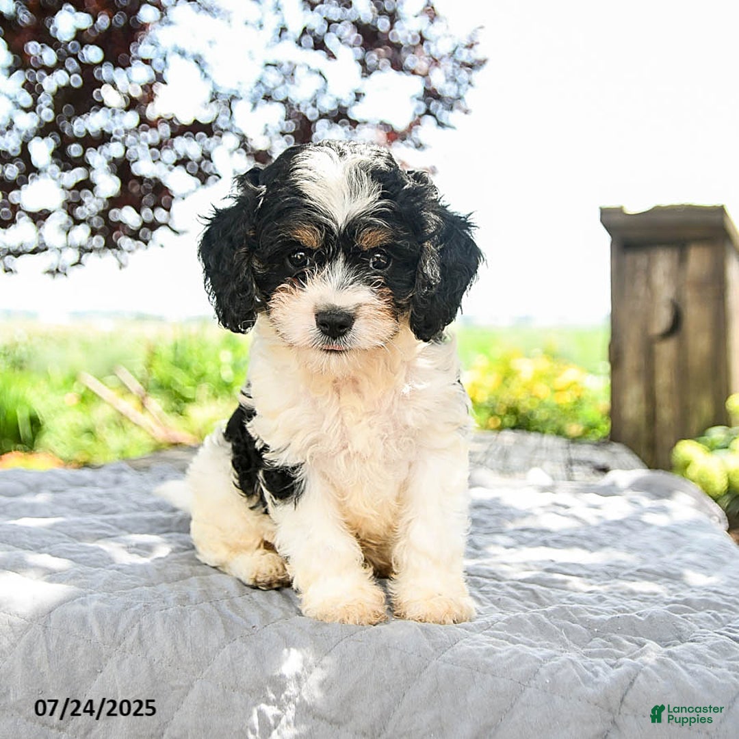 Cavapoo dogs for sale: Lux - Image 3