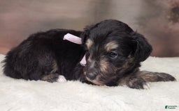 Shetland Sheepdog dogs for sale: Eclipse-Micro Mini - Image 6
