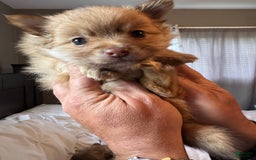 Pomeranian dogs for sale: Jake - Image 15