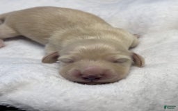 Miniature Dachshund dogs for sale: Glaze - Image 5