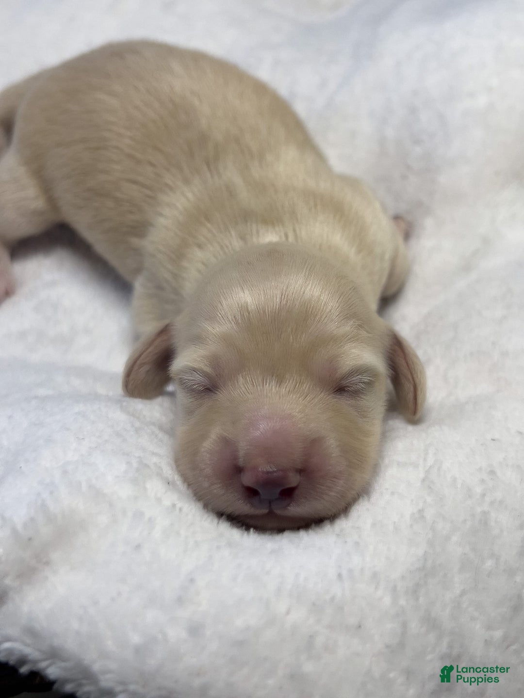 Miniature Dachshund dogs for sale: Glaze - Image 5