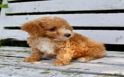 Miniature Poodle dogs for sale: Jim - Image 4