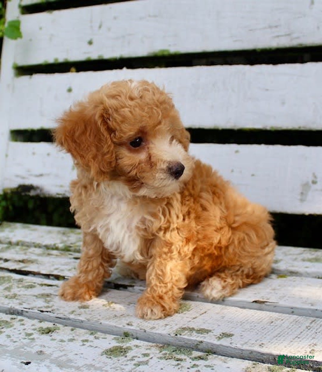 Miniature Poodle dogs for sale: Jim - Image 4