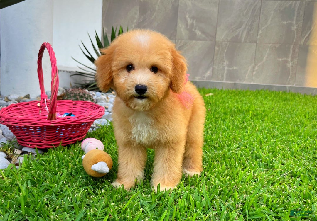 Maltipoo dogs for sale: Belle - Image 6