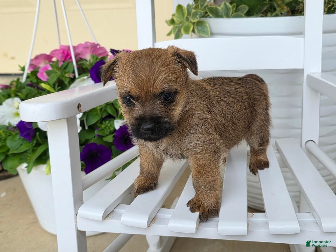Cairn Terrier dogs for sale: Captain - Image 12