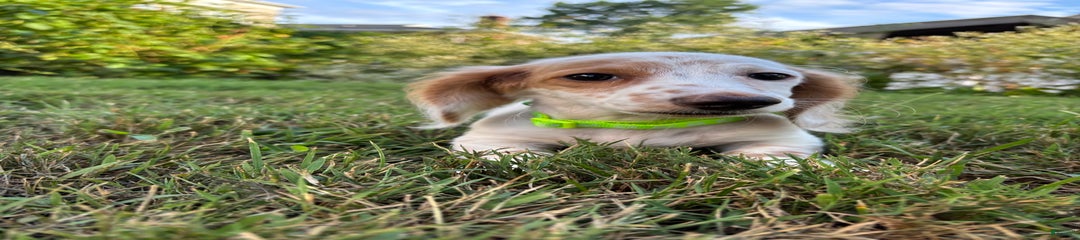 Biscuit