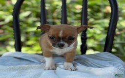 Chihuahua dogs for sale: Harvey - Image 9