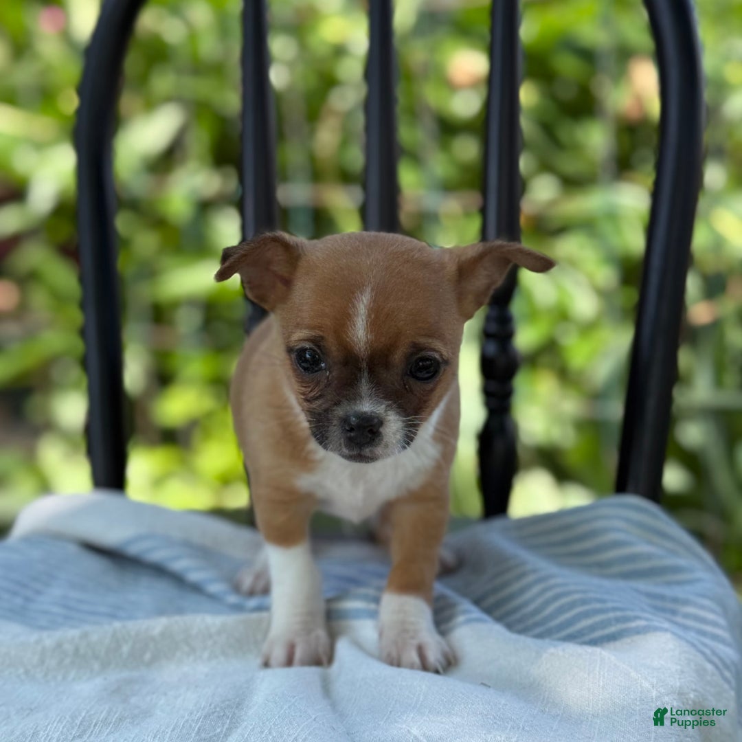 Chihuahua dogs for sale: Harvey - Image 9