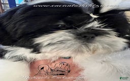 Shih Tzu dogs for sale: Spice - Image 2