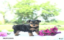Yorkshire Terrier dogs for sale: Khloe - Image 3