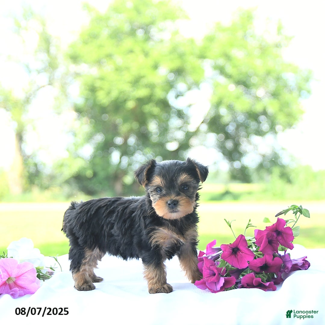 Yorkshire Terrier dogs for sale: Khloe - Image 3
