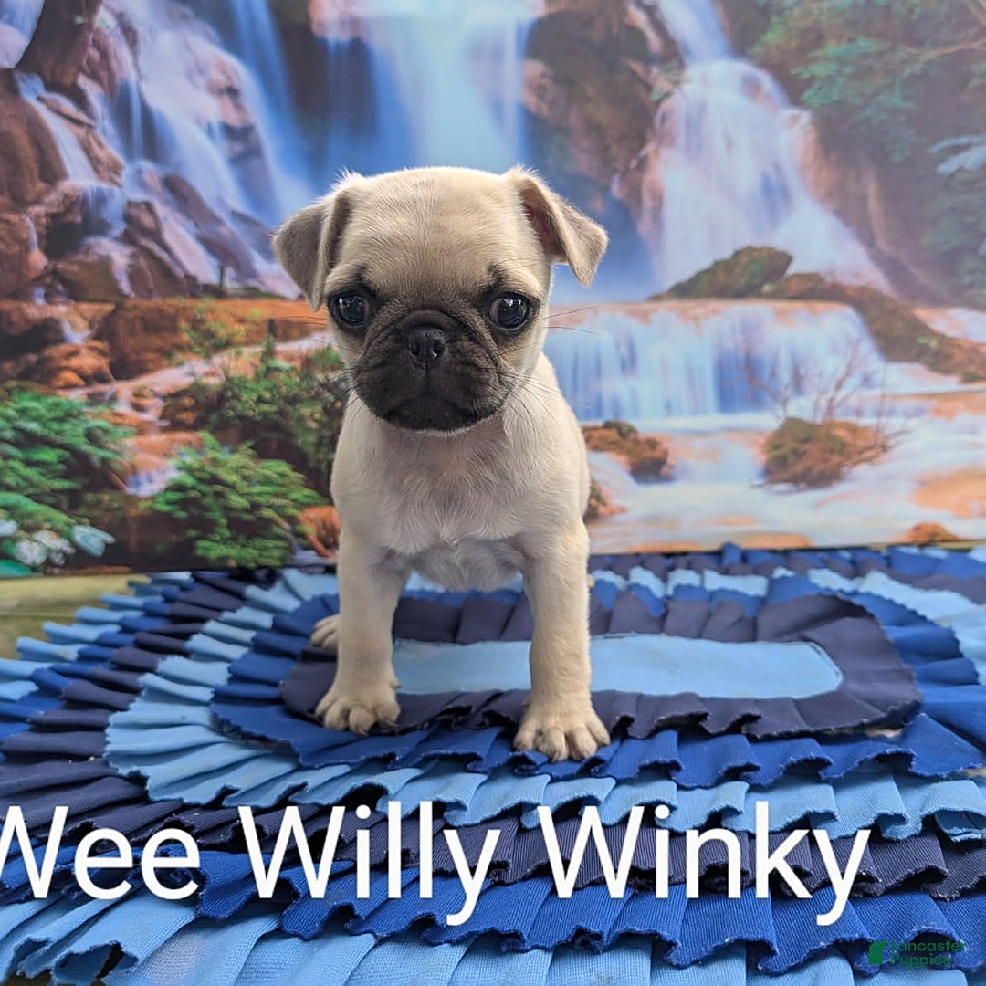 Pug dogs for sale: Wee Willy Winkie - Image 2