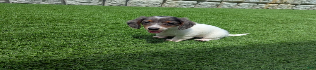 Marlo
