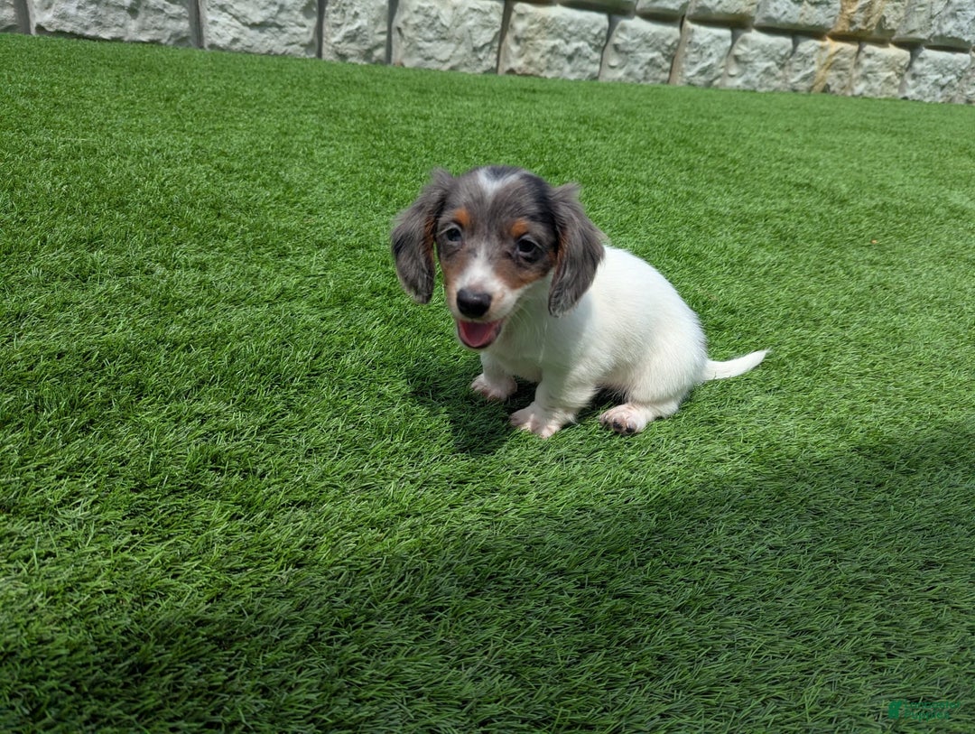 Dachshund dogs for sale: Marlo - Image 1