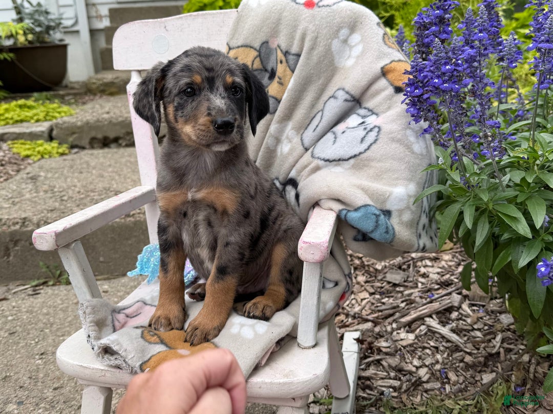 Australian Cattle Dog dogs for sale: Mason - Image 2