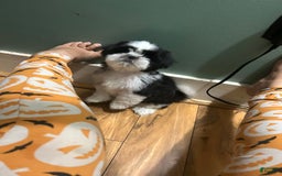 Shih Tzu dogs for sale: Coco - Image 1
