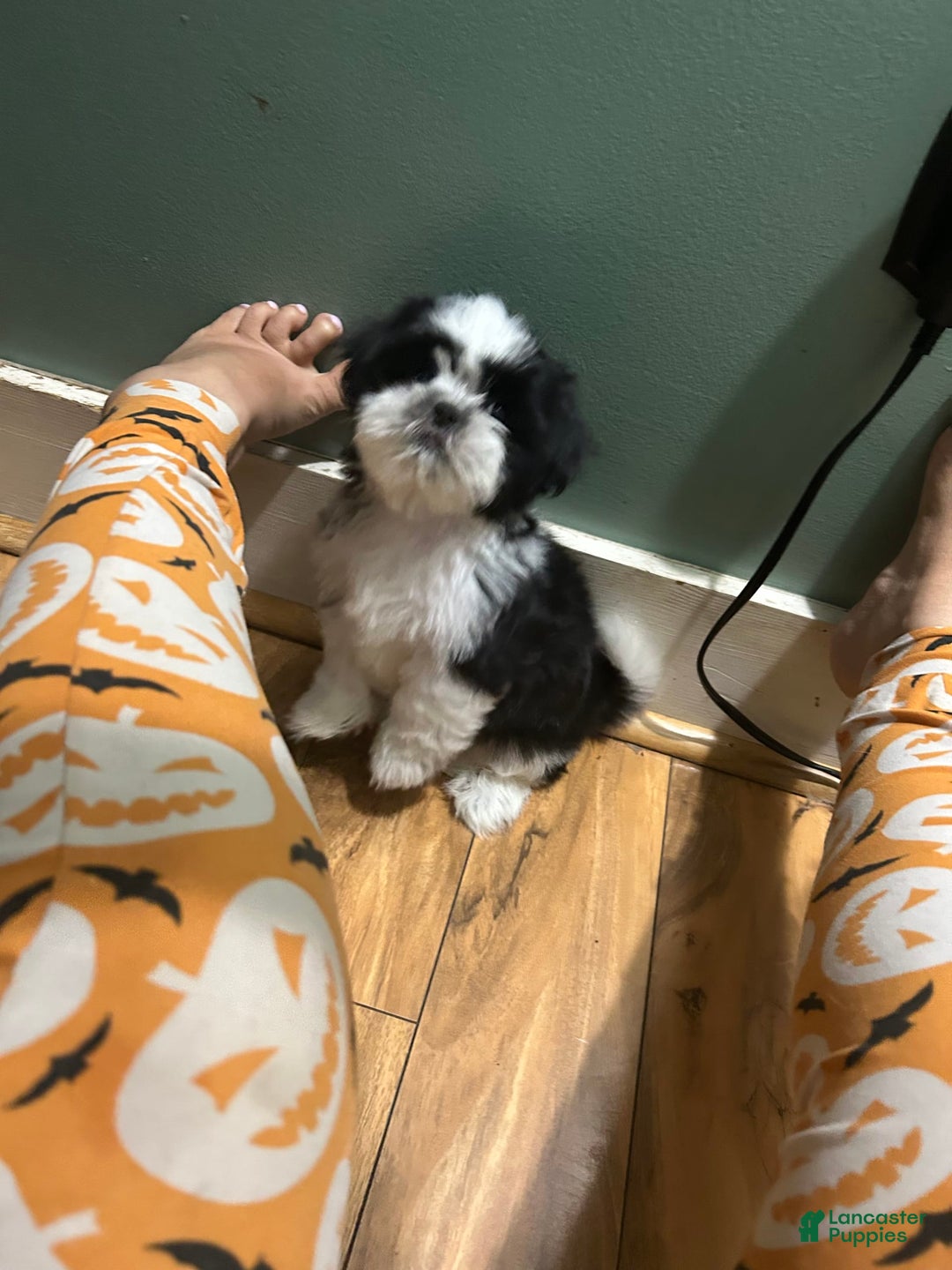 Shih Tzu dogs for sale: Coco - Image 1
