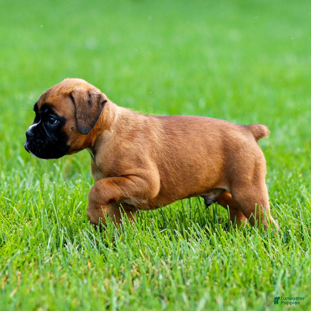 Boxer dogs for sale: Douglas - Image 3