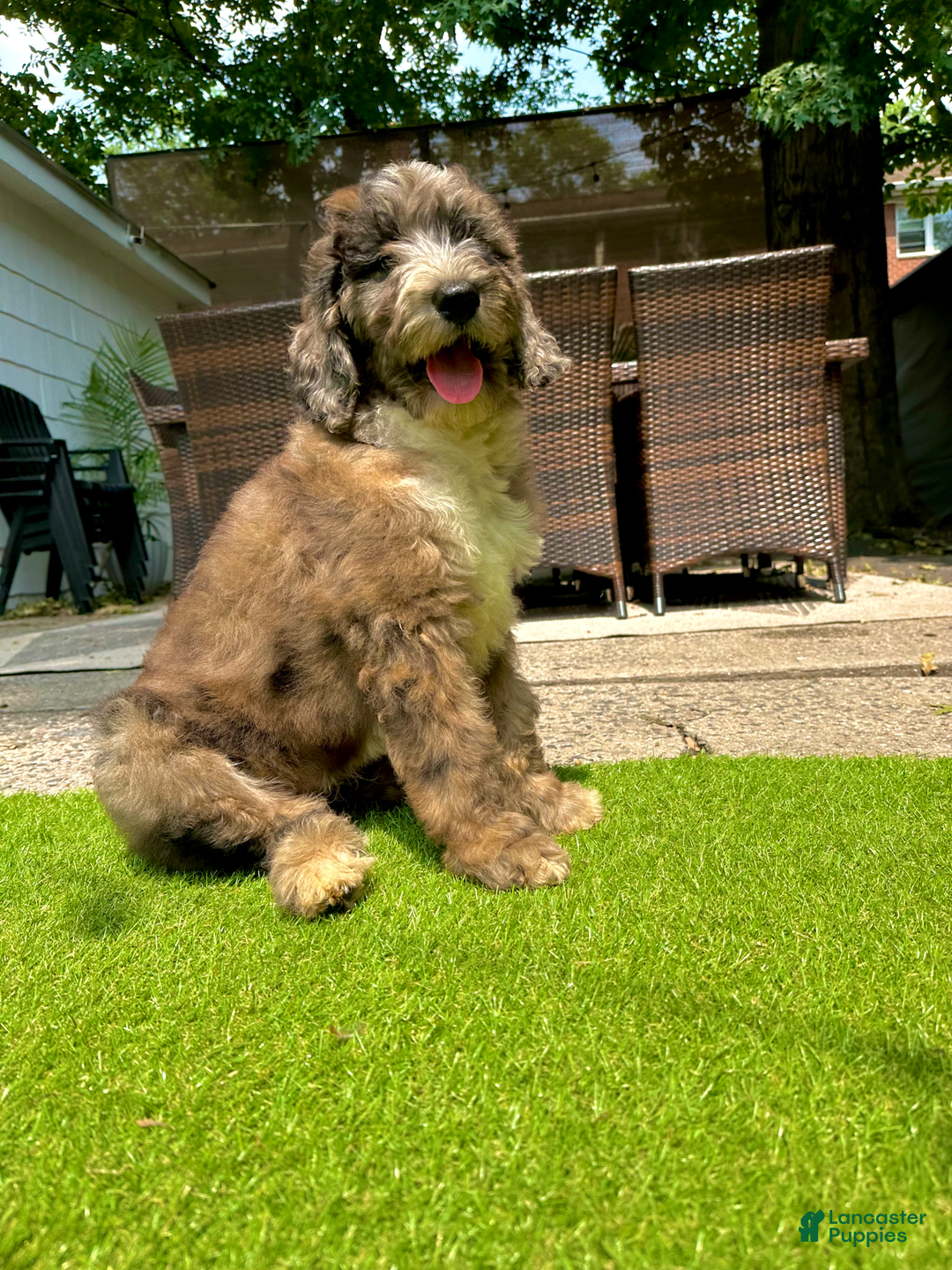 Goldendoodle dogs for sale: Zack - Image 1