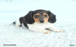 Miniature Dachshund dogs for sale: Ken - Image 3