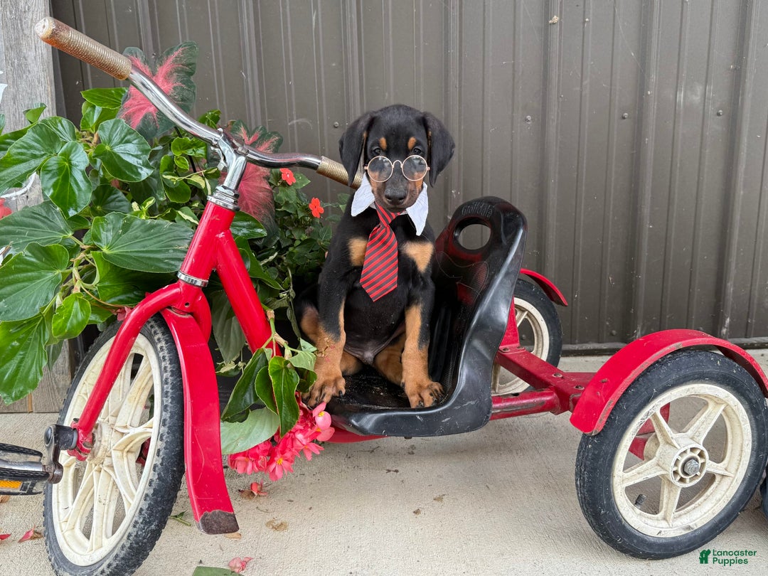 Doberman Pinscher dogs for sale: Micheal - Image 5