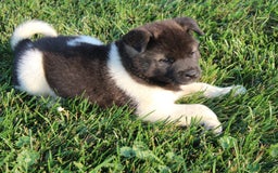 Akita dogs for sale: Mac - Image 4