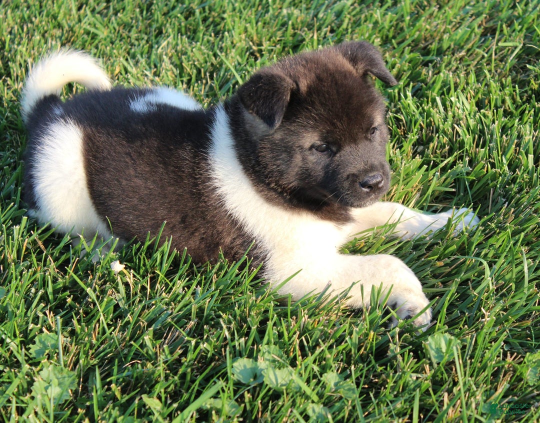 Akita dogs for sale: Mac - Image 4