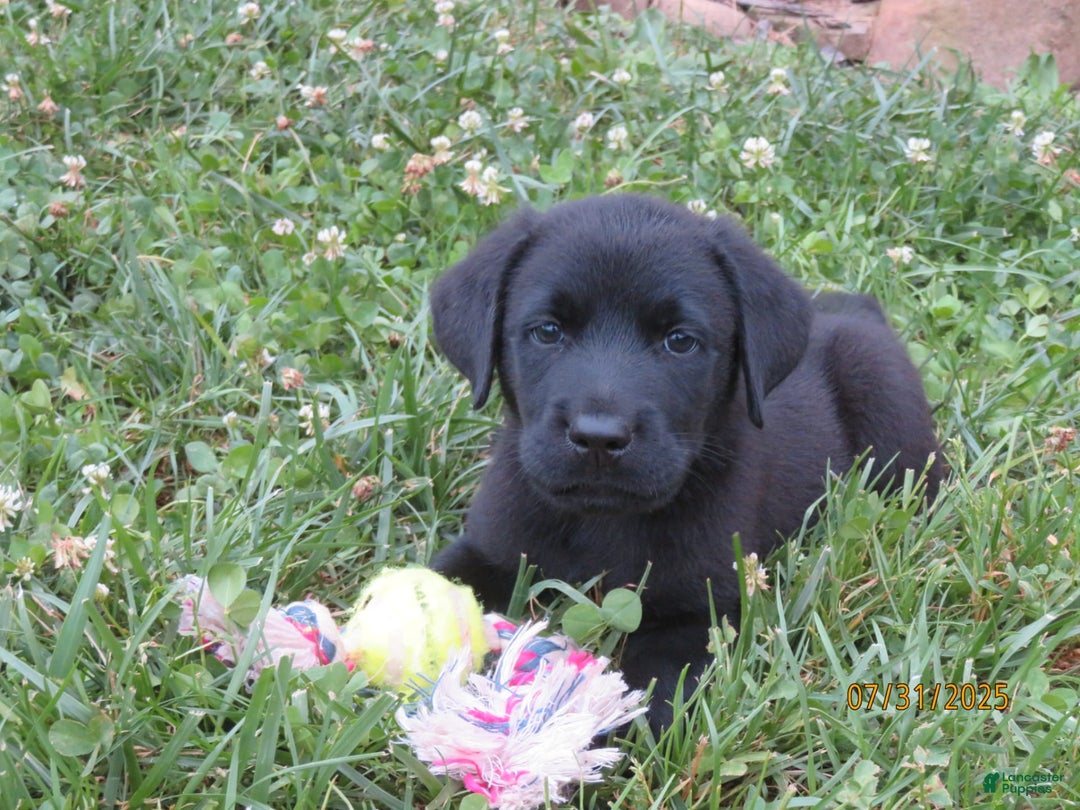 Labrador Retriever dogs for sale: Hunter - Image 17