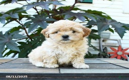 Shihpoo dogs for sale: Flower - Image 2