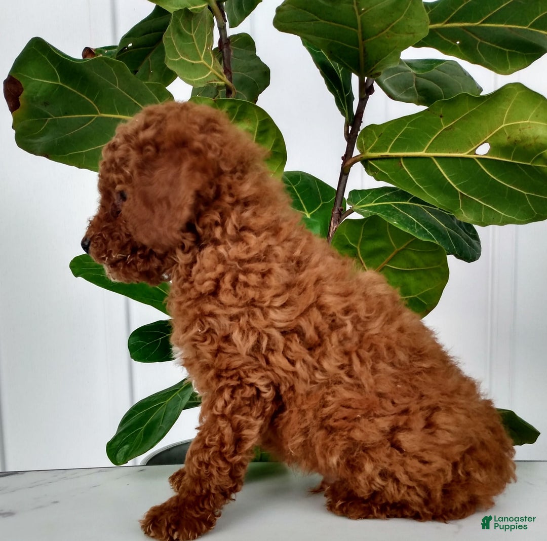 Miniature Poodle dogs for sale: Trigger - Image 3