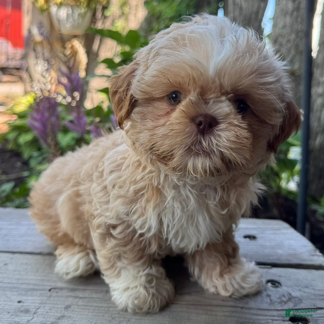Shih Tzu dogs for sale: Andy - Image 2