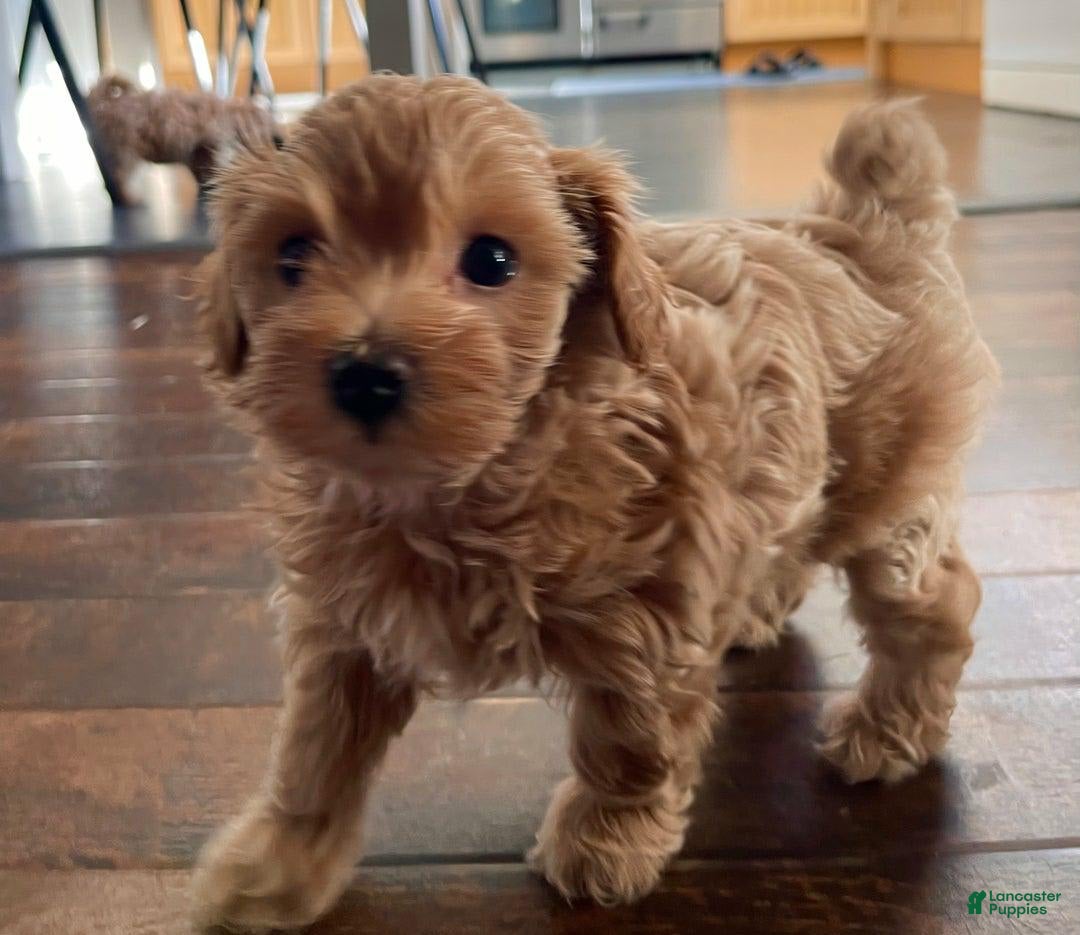 Maltipoo dogs for sale: Bestie - Image 2