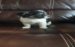 Chihuahua dogs for sale: Oreo - Image 4