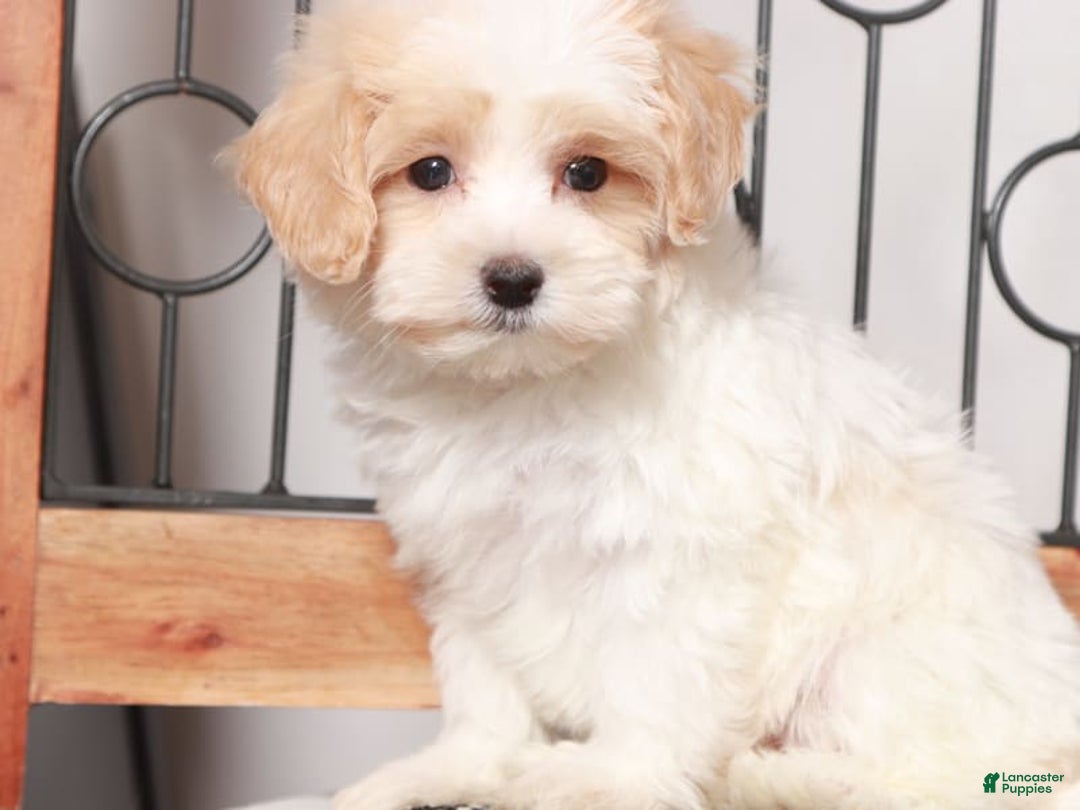 Maltipoo dogs for sale: Meadow - Image 1