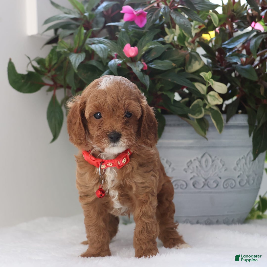 Cavapoo dogs for sale: Carson - Image 4