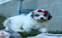 Bichpoo dogs for sale: Babe - Image 13