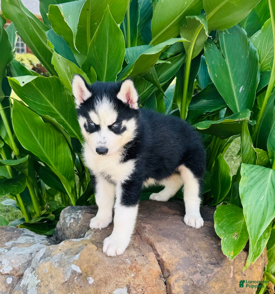 Siberian Husky dogs for sale: Rip - Image 8
