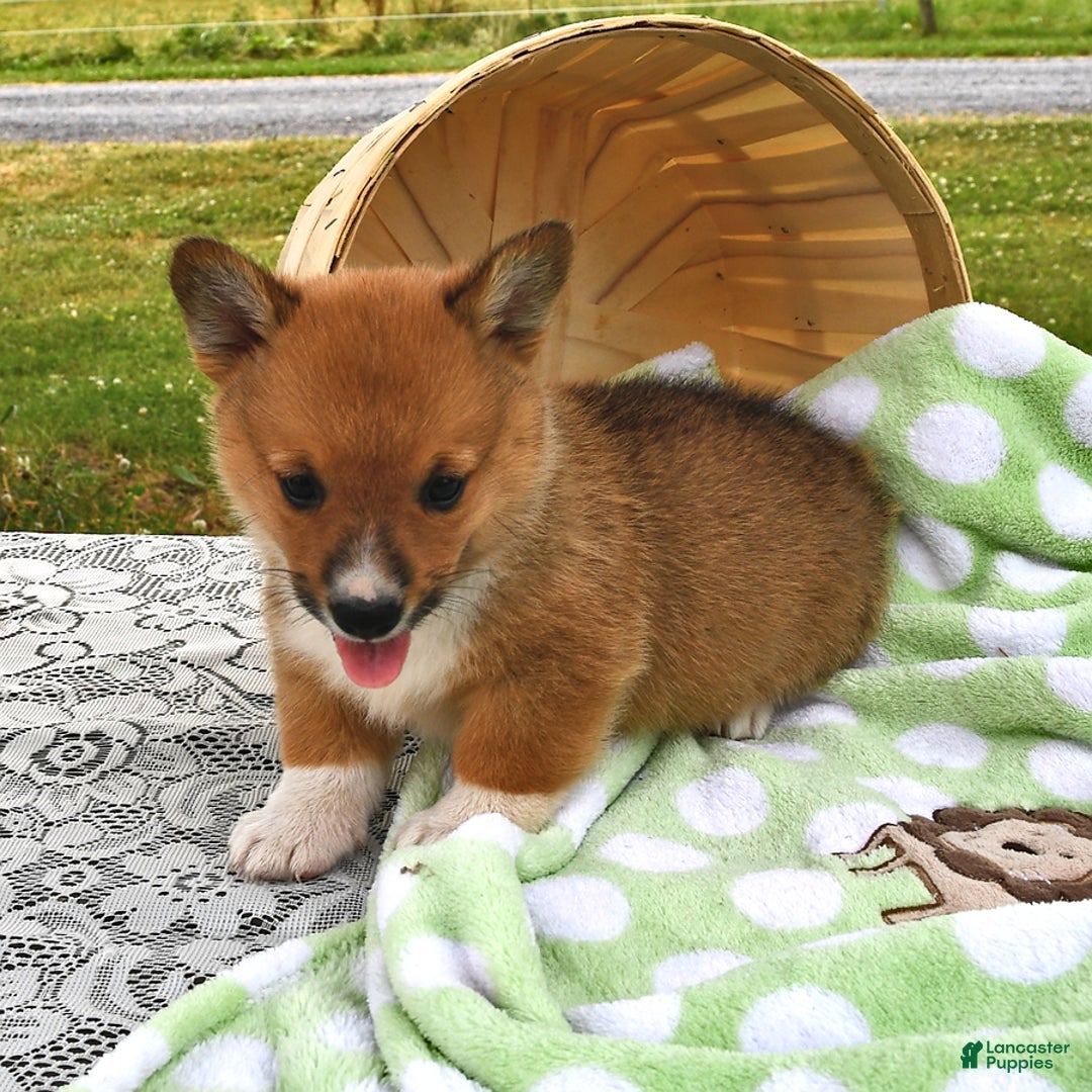 Welsh Corgi Pembroke dogs for sale: Tj - Image 3