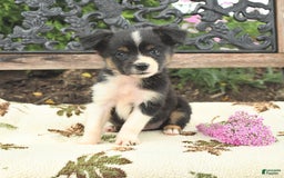 Miniature Australian Shepherd dogs for sale: Lily - Image 2