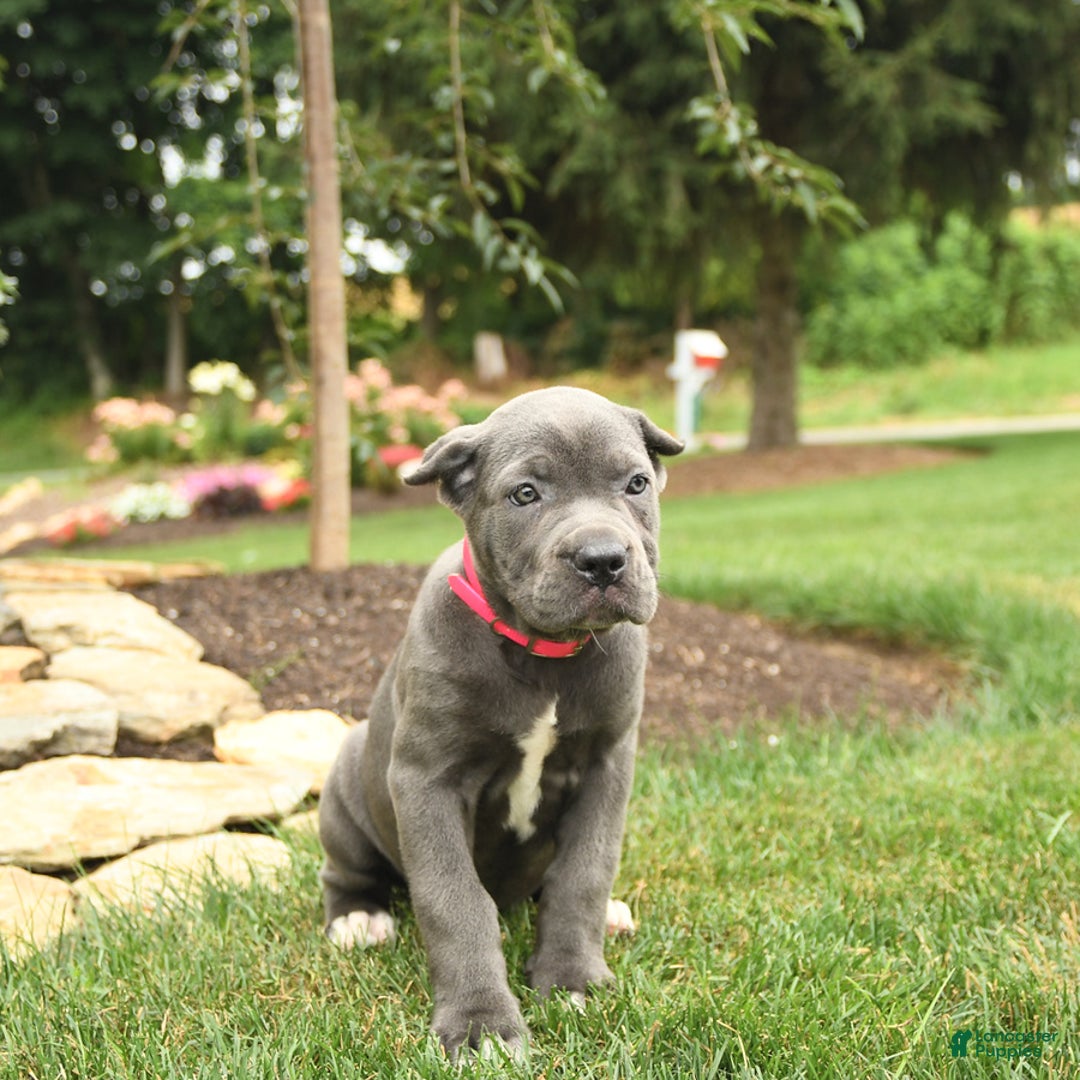 Cane Corso dogs for sale: Ocean - Image 5