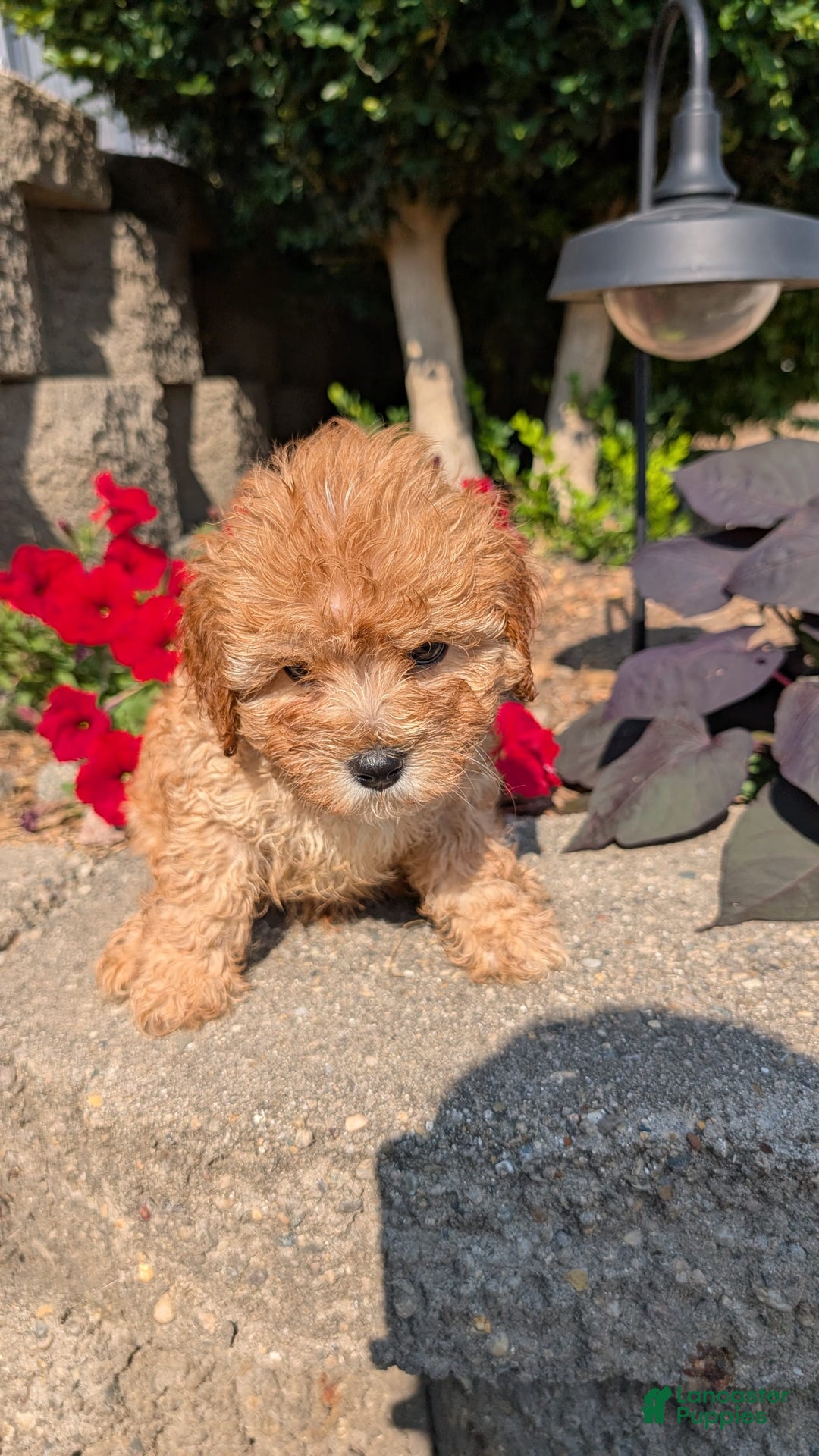 Cavapoo dogs for sale: Kylo - Image 12