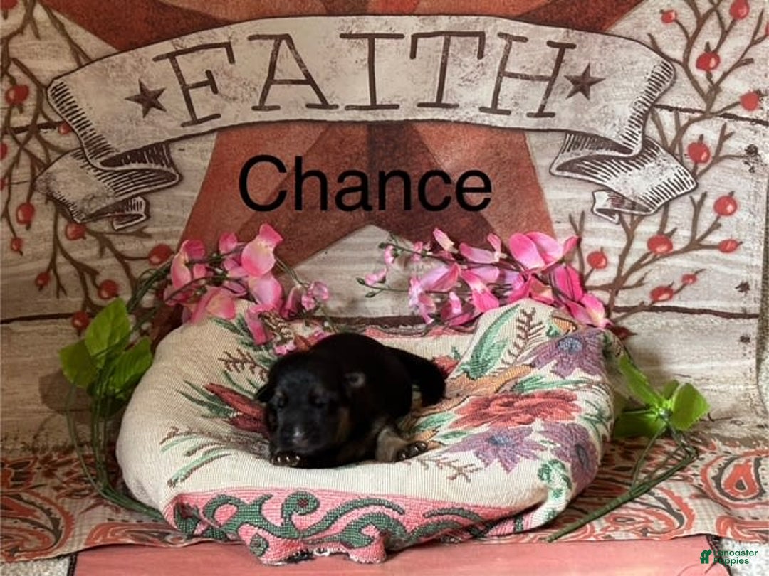 German Shepherd dogs for sale: Chance - Image 2