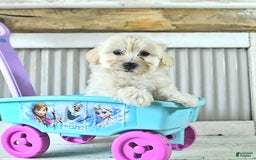 Maltipoo dogs for sale: Maverick - Image 3
