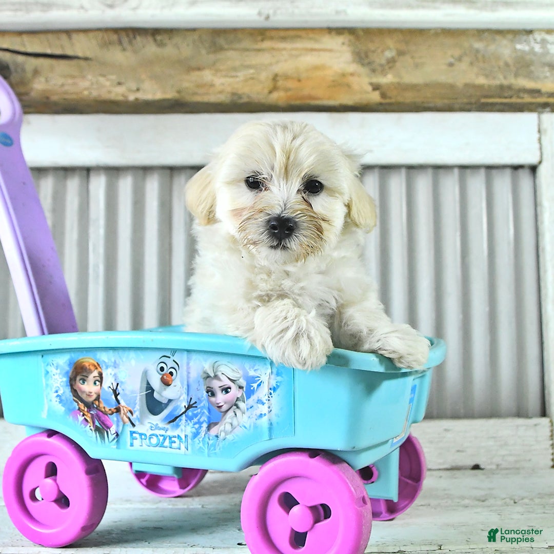 Maltipoo dogs for sale: Maverick - Image 3