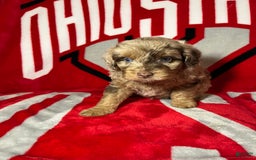 Mini Aussiedoodle dogs for sale: Ringo - Image 2