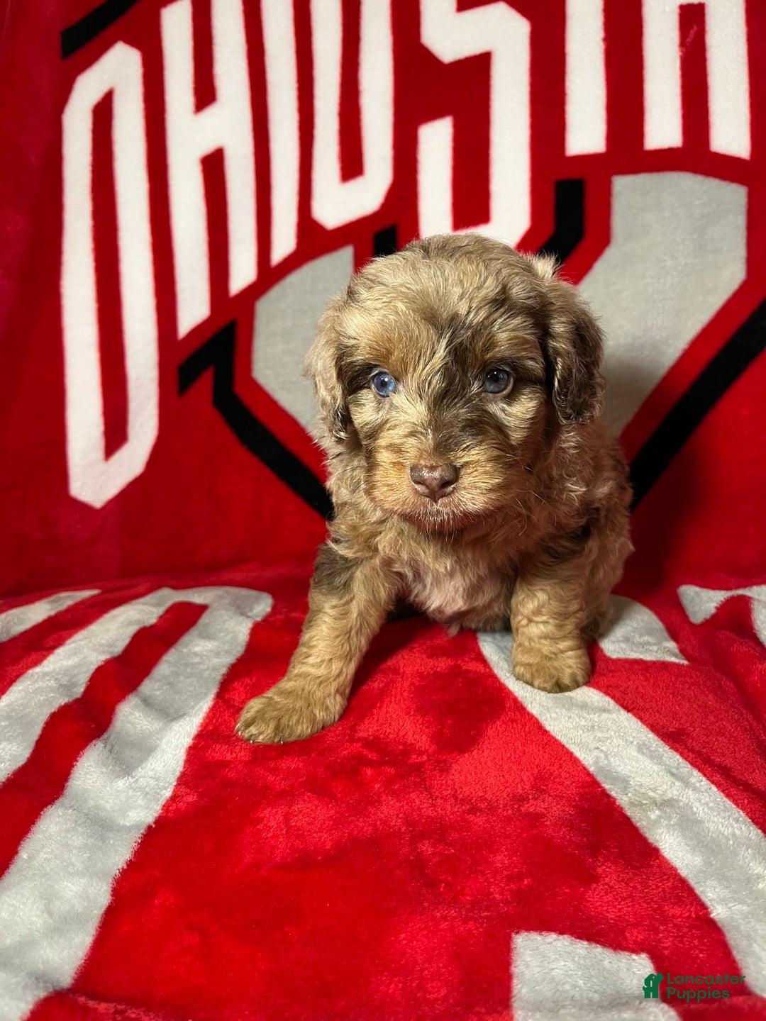 Mini Aussiedoodle dogs for sale: Ringo - Image 2