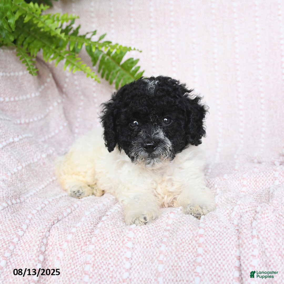 Miniature Poodle dogs for sale: Homer - Image 2